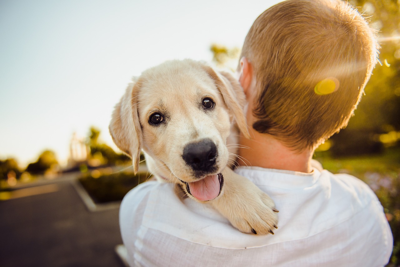 How to Choose the Right Harness for Your Pet